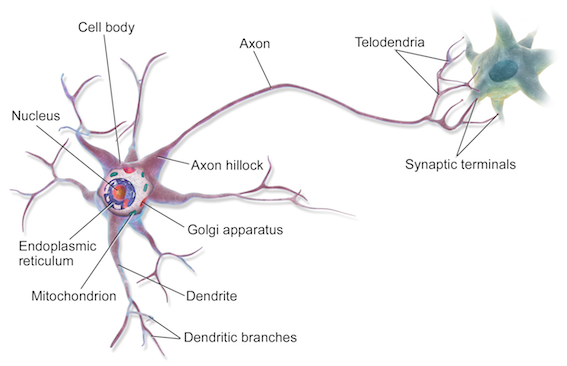 illustration of neuron.png